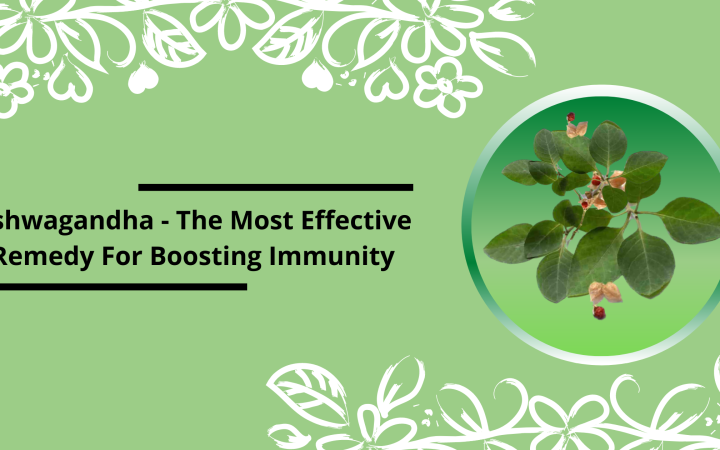 Ashwagandha-the-most-effective-remedy-for-boosting-Immunity